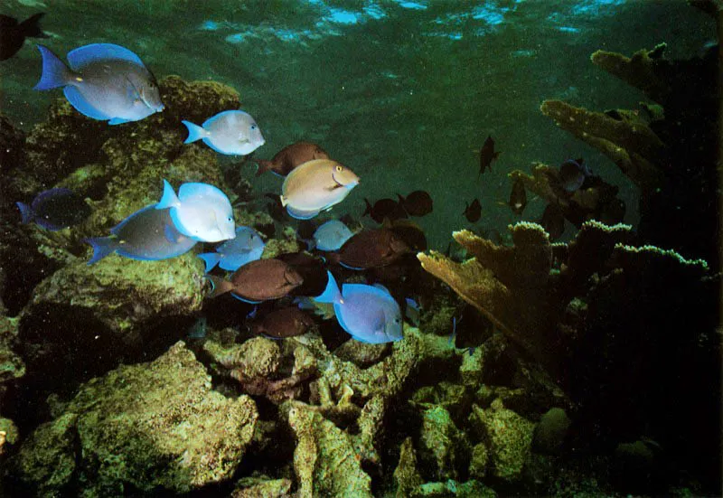La vida en los arrecifes está en permanente destrucción
y reconstrucción. Las olas que rompen en la cresta arrecifal
y algunas especies, como estos peces cirujano,
que ramonean las rocas coralinas, raspando las algas
que crecen sobre ellas, y comiendo colonias recién fijadas,
son factores determinantes en estos procesos.
Aldo Brando