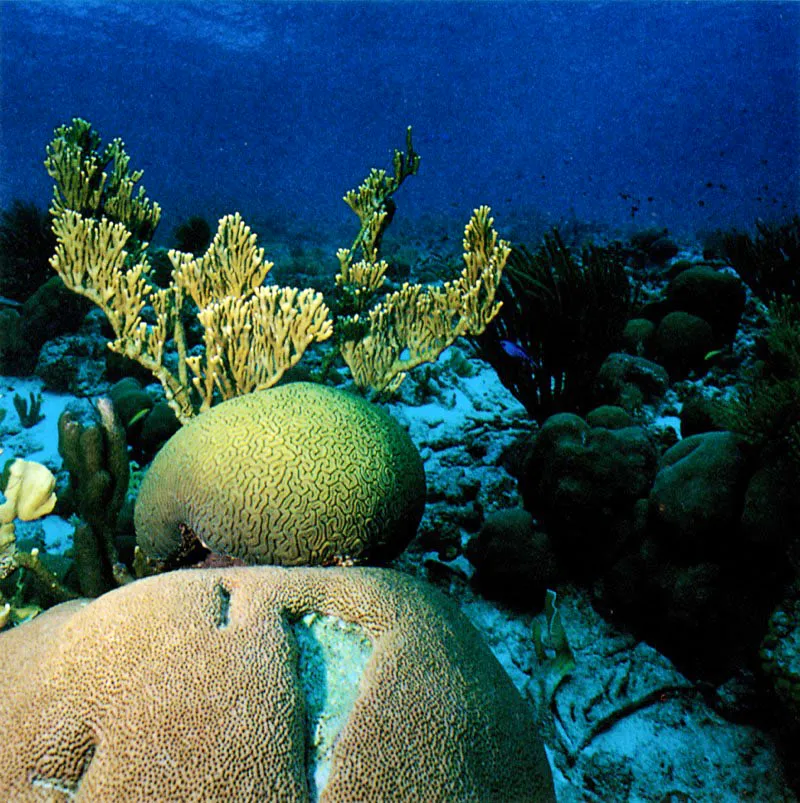 Algunos peces, como el pez lima,
al abrir agujeros en los corales y destruir viejas colonias
contribuyen a crear nuevos espacios,
para que se fijen plánulas de otros invertebrados.
Con esto se aumenta la diversidad en el arrecife
y se logra un alto equilibrio, biológico.
Aldo Brando