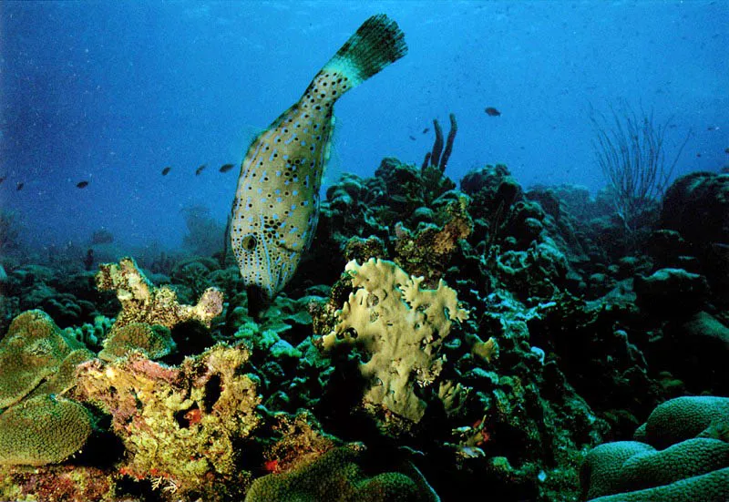 Algunos peces, como el pez lima,
al abrir agujeros en los corales y destruir viejas colonias
contribuyen a crear nuevos espacios,
para que se fijen plánulas de otros invertebrados.
Con esto se aumenta la diversidad en el arrecife
y se logra un alto equilibrio, biológico.
Aldo Brando