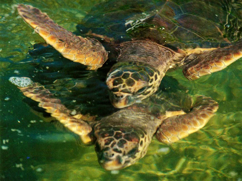 Las tortugas no son habitantes permanentes del arrecife.
Sin embargo, por allí transitan con frecuencia para cazar peces
y pastar en las praderas marinas de Thalassia,
que crecen en los arenales de la laguna arrecifal.
Aquí llegan también para aparearse y buscar la arena de las playas,
subproducto del arrecífe, en donde depositan sus huevos.
Aldo Brando