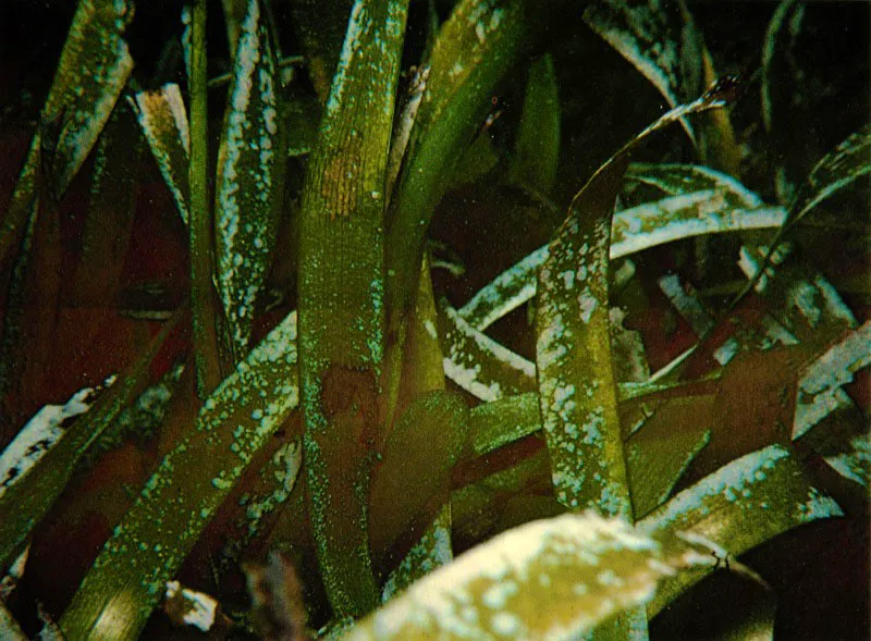 Componente fundamental de la laguna arrecifal
son las praderas marinas de Thalassia.
Estas plantas superiores, que incluso florecen bajo el agua,
sirven de alimento y protección
a una gran diversidad de animales. También estabilizan
la arena del fondo, fijándola con sus raíces.
Aldo Brando