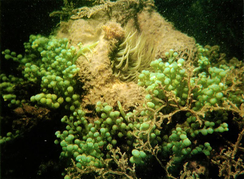 En estas lagunas arrecifales, ricas en material orgánico,
se desarrollan algas como Caulerpa racemosa,
reconocible fácilmente por su forma de racimos.
Estas algas crecen también en los manglares.
Un síntoma claro de contaminación se advierte
cuando los arrecifes se encuentran invadidos por ellas.
Aldo Brando