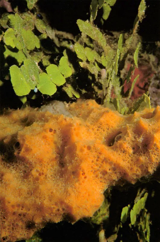 Otra variedad de algas calcáreas es Halimeda discoidea.
Abundante en las islas de San Bernardo y el archipiélago del Rosario,
crece en las aguas profundas de la laguna arrecifal,
encontrándose hasta los 60 metros.
Su estructura rígida permite que algunos organismos
se fijen a ella, como la esponja Ulosa ruetzleri.
Aldo Brando