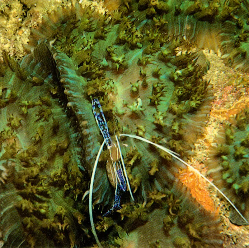 Las interacciones en el arrecife son espectaculares;
especialmente las relaciones simbiticas como la que se da
entre anmonas y camarones. Es frecuente ver al camarn
Periclimenes pedersoni sobre la anmona Rhodactis sanetitohomae
como lo muestra la fotografa tomada en la Baha de Santa Marta
a 6 metros de profundidad.
 Harry Erhardt