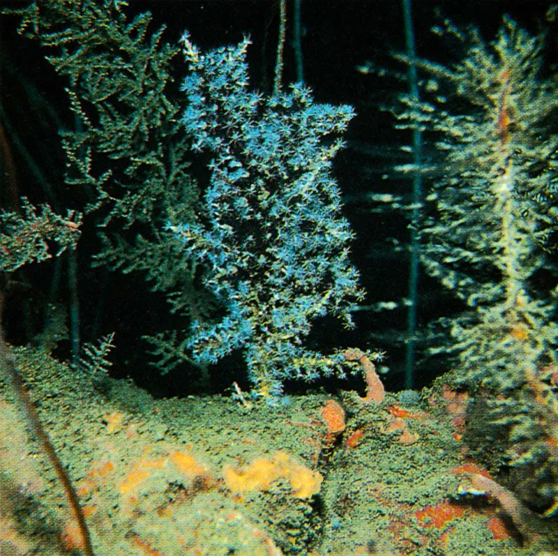 El arrecife presenta asociaciones verdaderamente particulares,
como la de esta esponja que crece sobre el octocoral Telesto,
cerca de Isla Aguja, Santa Marta, a unos 37 metros de profundidad
Estos organismos conviven sin afectarse pues su alimento
es diferente. La esponja aprovecha la estructura
esqueltica central del octocoral para filtrar mejor el agua.
 Harry Erhardt