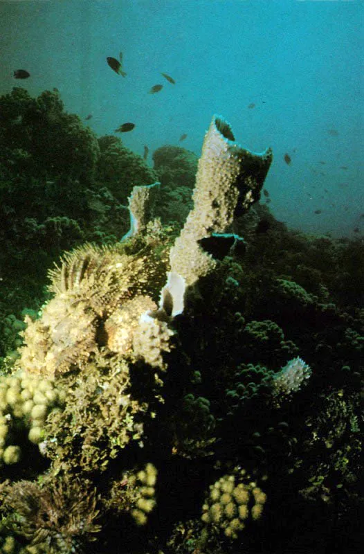 La coevolucin en los arrecifes presenta
espectaculares adaptaciones. Algunos peces
imitan perfectamente la superficie y textura de la roca coralina,
como el lenguado, Bothus lunatus,
que se posa sobre ella y, exactamente mimetizado,
espera pacientemente el paso de sus vctimas.
El rascacio, perteneciente a la familia Scorpaenidae,
se camufla con gran habilidad, e imita
el sustrato sobre el que se posa, con lo cual
se hace prcticamente invisible para sus presas,
que captura cuando stas se acercan. Se defiende de sus enemigos,
al inyectar, con su aleta dorsal, un potente veneno que los paraliza.
 Aldo Brando