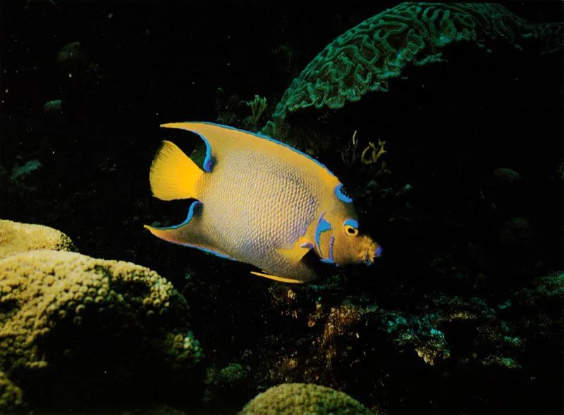 Algunos peces diurnos, con coloraciones muy atractivas,
como las Isabelitas, se han especializado
en raspar algas y pequeos invertebrados de la roca coralina.
Abren constantemente espacios, permitiendo as
la fijacin de plnulas de corales, octocorales y larvas de esponjas,
que de otra forma no llegaran a desarrollarse.
 Aldo Brando