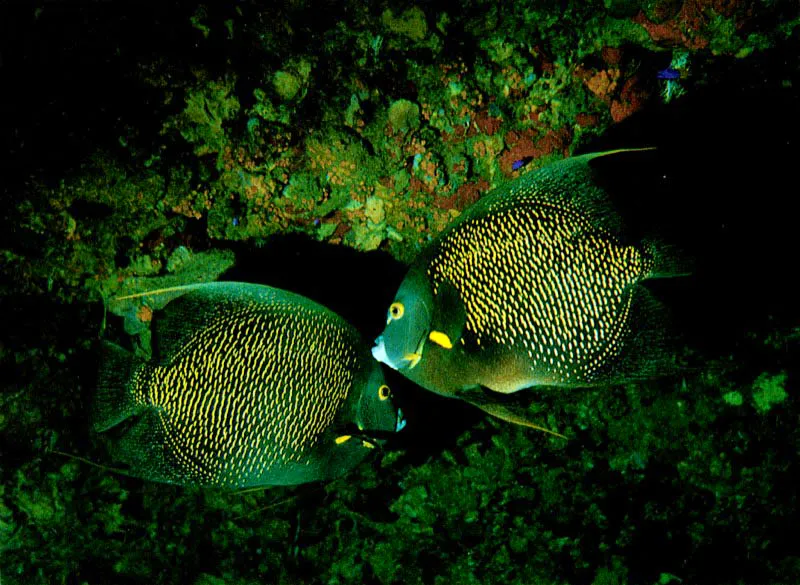 El pez angel reina, Holacanthus cifiaris, arriba,
revestido con extraos y espectaculares colores,
y las Isabelitas negras, Pomacanthus arcuatus, abajo,
habitan las aguas poco profundas del arrecife. Se alimentan
de algas e invertebrados y utilizan las cuevas que forman los corales
para resguardarse y descansar durante la noche.
 Aldo Brando