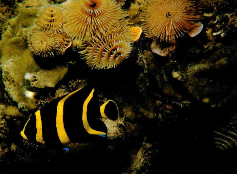 Las bandas amarillas y negras de los ejemplares juveniles
de la Isabelita negra, Pomacanthus arcuatus
los diferencia de los adultos.
Su patrn de coloracin impide que en aquellas zonas
poco profundas y con altos contrastes de luz y sombra,
sean fcilmente descubiertos por sus depredadores.
 Aldo Brando