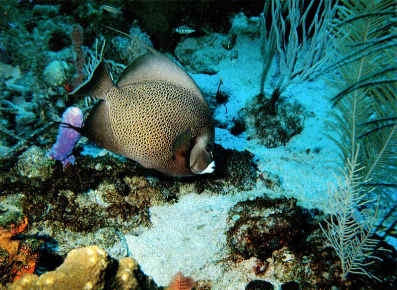 Otro ejemplar de la familia de los peces ngel,
la Isabelita blanca, Pomacanthus paru,
se alimenta generalmente de algas verde?azuladas,
ricas en nitrgeno. Estos peces contribuyen
a fertilizar el territorio de los arrecifes
al liberar los deshechos metablicos nitrogenados.
 Aldo Brando