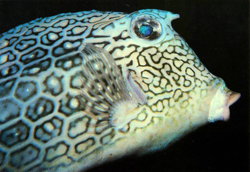 Los peces especializados en romper fragmentos coralinos
con sus fuertes placas dentarias, como el pez cofre,
Lactophreis bicaudales, y el torito, Acanthostracion polygonius,
son muy comunes en los fondos arenosos del arrecife.
Cambian su coloracin mientras transitan de un arenal a otro
pastoreando las madreporitas vivas del coral.
 Aldo Brando