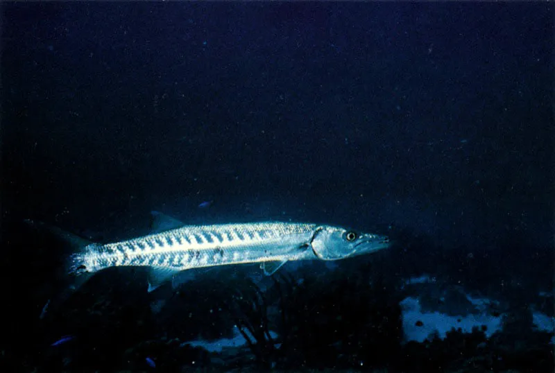 La proliferacin de peces en los bancos. no es conveniente.
La barracuda, Sphyraena barracuda, excelente y
veloz cazadora, juega aqu un papel controlador.
Hbil depredadora, caza en aguas abiertas del arrecife,
manteniendo un perfecto equilibrio entre las diferentes especies
de peces veloces, que nadan en sus cercanas. Aldo Brando