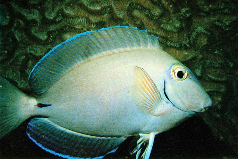 Muchos peces del arrecife se especializan
en alimentarse de algas que crecen en la roca coralina.
El pez cirujano, arriba, vive en  cardmenes,
pastoreando las algas que proliferan en los bancos de coral.
Por su parte el pez castauela, solitario y territorial,
siembra y cuida su propio jardn de algas. Aldo Brando