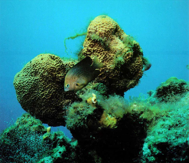 Las castauelas son verdaderos peces jardineros.
Matan el coral para sembrar sus jardines de algas, entre los cuales
van depositando sus huevos. Seleccionan y cuidan las algas
de las que se alimentan arrancando y eliminando otras variedades.
Son peces territoriales muy agresivos y llegan a emitir
sonidos de advertencia para ahuyentar a los intrusos.
 Aldo Brando