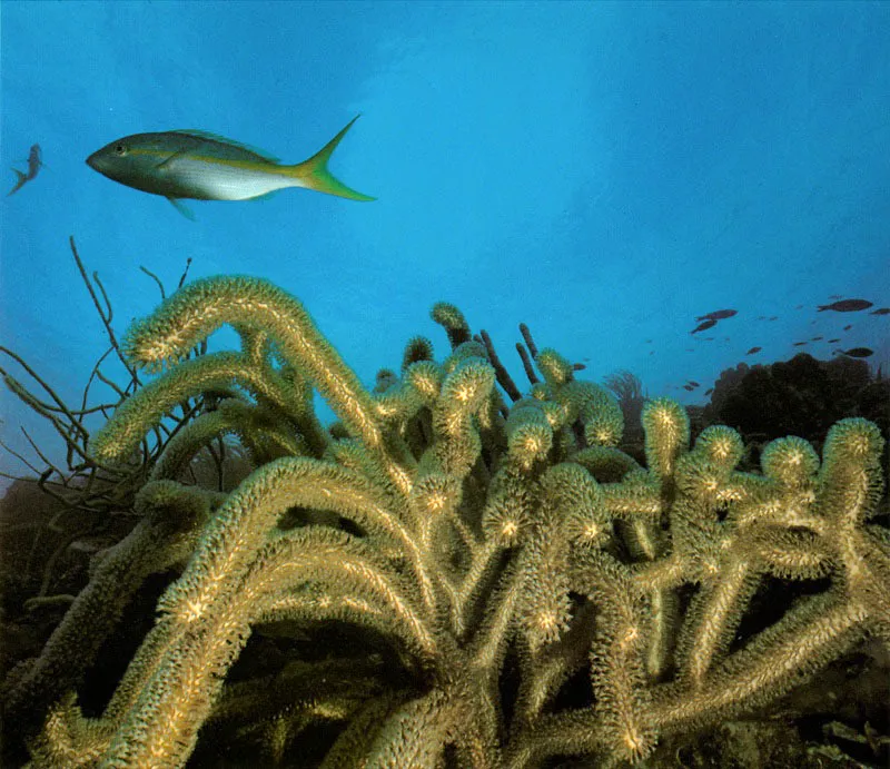 No todos los animales son ssiles en el arrecife.
La saltona, Ocyurus chrysurus, y el octocoral, que se confunde
fcilmente con una planta, son cazadores de zooplancton,
pero utilizan estrategias diferentes para realizar su tarea.
Mientras la saltona viaja en busca de alimento, el octocoral espera
a que ste llegue, mezclado con el agua marina.
 Aldo Brando