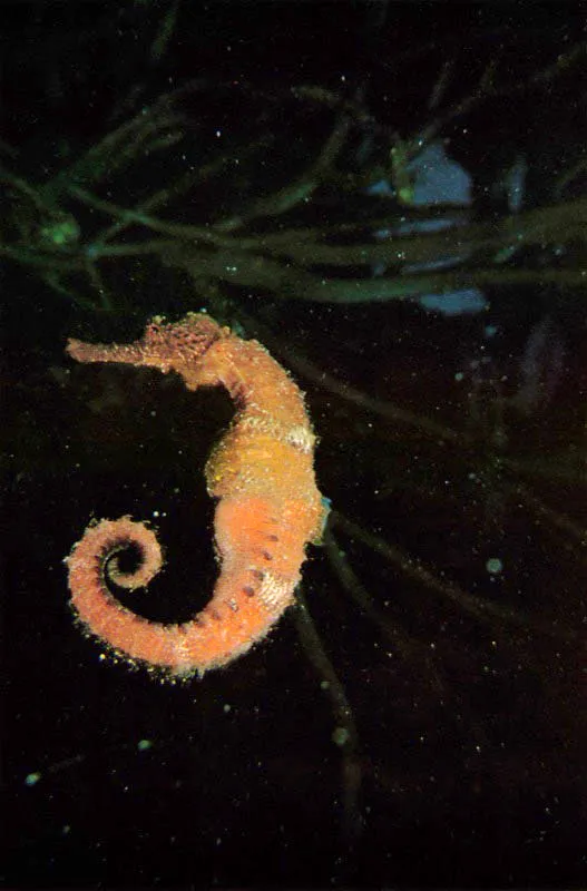 El caballito de mar, Hippocampus reidi,
es otro ejemplo magnfico de adaptacin al medio.
Aferrado con su cola prensil a los octocorales, succiona
con su trompa tubular especializada, el zooplancton de mayor tamao,
que viaja suspendido en las corrientes marinas
y que no puede ser capturado por los octocorales.  En los caballitos de mar, la incubacin de los huevos
corre por cuenta de los machos. Las hembras los depositan
en bolsas especializadas para que aqullos los incuben y cren.
De esta manera las hembras quedan en libertad
para aparearse con otros machos, incrementando as
el potencial de reproduccin de la especie.

 Aldo Brando