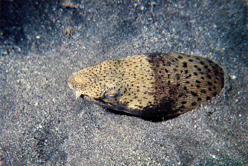 No todos los depredadores habitan los corales.
En la laguna arrecifal encontramos la anguila, Ophichtus ophis,
y la morena trompuda, Myrichthys acuminatus,
que desarollan una pigmentacin en la piel con la cual imitan
el fondo arenoso, donde rastrean con sus palpos olfatorios,
los animales de los que se alimentan.
 Aldo Brando