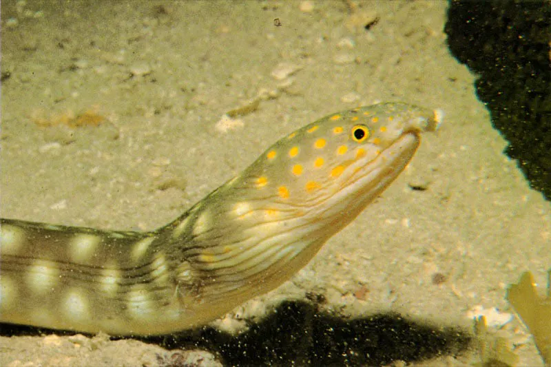 No todos los depredadores habitan los corales.
En la laguna arrecifal encontramos la anguila, Ophichtus ophis,
y la morena trompuda, Myrichthys acuminatus,
que desarollan una pigmentacin en la piel con la cual imitan
el fondo arenoso, donde rastrean con sus palpos olfatorios,
los animales de los que se alimentan.
 Aldo Brando