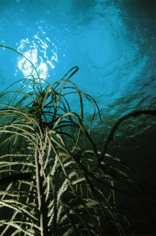 Los octocorales forman empalizadas que constituyen
verdaderas trampas en el fondo del mar,
para hacer ms efectiva la captura de alimento. Ellos,
al igual que las esponjas, necesitan desarrollar la mayor rea posible
de filtracin, ya que el plancton del cual se alimentan
y que viaja mezclado con el agua marina, es muy pequeo.
 Aldo Brando