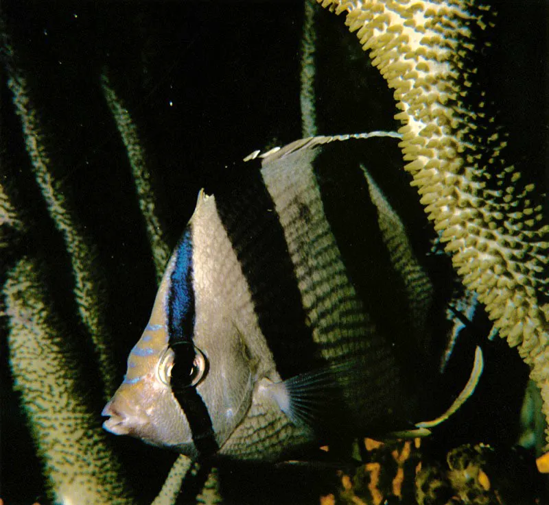 Con los octocorales coevolucionaron simultneamente
peces y moluscos. El pez mariposa Chaetodon striatus,
encuentra un refugio seguro entre sus cuevas y ramales.
All, este pez adornado con bandas blancas y negras,
imita el juego de luz y sombra
visible en los octocorales que crecen a poca profundidad.
 Aldo Brando