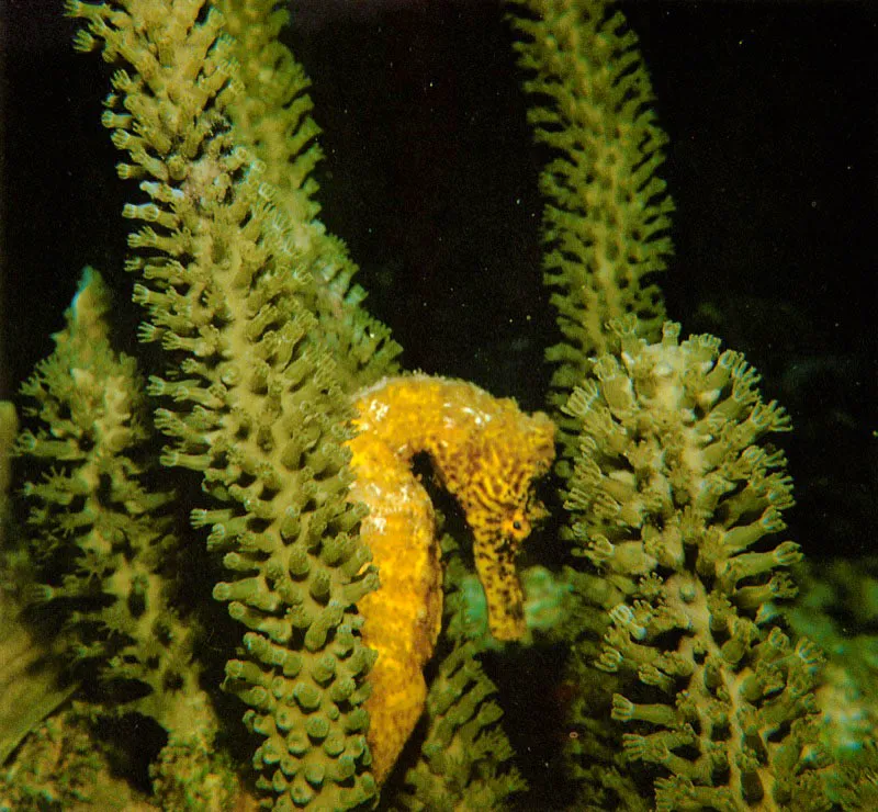 El caballito de mar, Hippocampus reidi,
es otro hermoso habitante del arrecife.
Aunque poco comn, se le puede encontrar
alimentndose entre los octocorales,
o bien, en las praderas marinas de Thalassia,
a cuyas hojas se aferra con su cola prensil.
 Aldo Brando