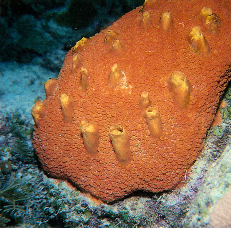 La esponja masiva Cliona deletrix crece sobre corales,
como esta Montastrea de la que aprovecha su esqueleto
como estructura de apoyo. Sobre ella extiende una pelcula esponjosa
que la cubre, y forma con sus sculos pequeas chimeneas verticales
para facilitar la evacuacin de agua filtrada,
aprovechando las diferencias de presiones y corrientes.
 Harry Erhardt