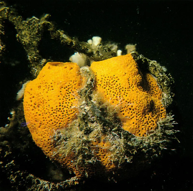 Esta demospongia masiva, Agelas clathrodes,
crece sobre la base de corales ramificados de poca profundidad.
Fue fotografiada en la Isla de Ceycen, en el Archipilago de
San Bernardo y se caracteriza por su viva coloracin anaranjada.
Estas esponjas albergan en sus conductos y cmaras de filtracin,
crustceos comensales, especialmente camarones.
 Harry Erhardt