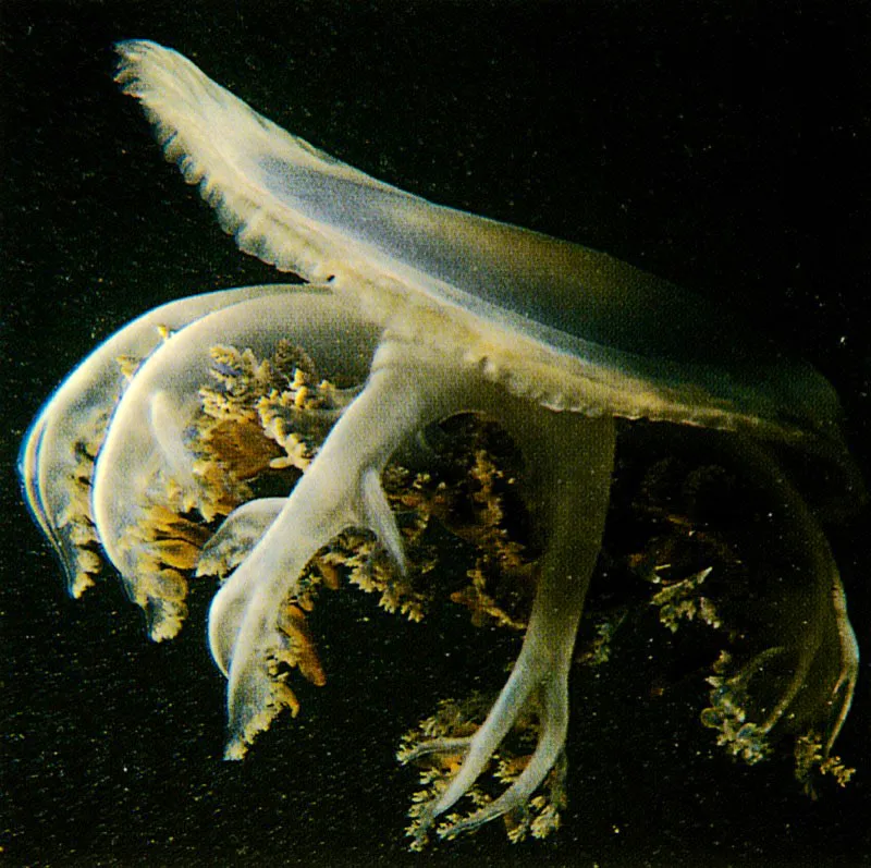 Las medusas Scyphozoa se caracterizan por su tamao
relativamente grande y por tener una gruesa capa de mesoglea,
de consistencia gelatinosa. Los brazos orales pueden sufrir
modificaciones considerables, como en Cassiopeia xamachana,
donde se han plegado para formar cientos de tubos succionadores
con los cuales incorporan plancton del medio.
 Harry Erhardt