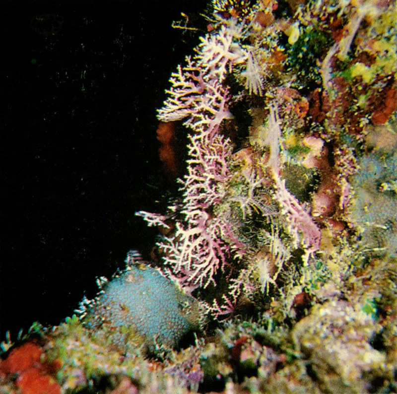 El hidrocoral Stylaster roseus, a diferencia de otros hidrocorales,
se caracteriza por retener sus pequeas medusas
en cavidades con orificios, por donde puede evacuar los gametos.
Forma un esqueleto calcreo pero, al no tener
algas asociadas, no interviene activamente
en la construccin del arrecifes como si lo hace Millepora.
 Harry Erhardt