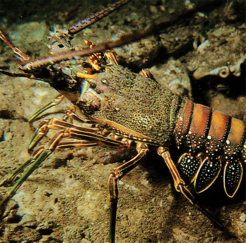 La langosta del Caribe, Panulirus argus,
tan comn en nuestros arrecifes, no presenta pinzas
como sus primas que pueblan las costas atlnticas de Norteamrica.
Prefieren desplazarse sobre el fondo del mar, aunque poseen un abdomen
bien desarrollado, donde se ubican sus 4 pares de patas nadadoras que
sirven a las hembras para transportar y encubar sus huevos.
 Harry Erhardt