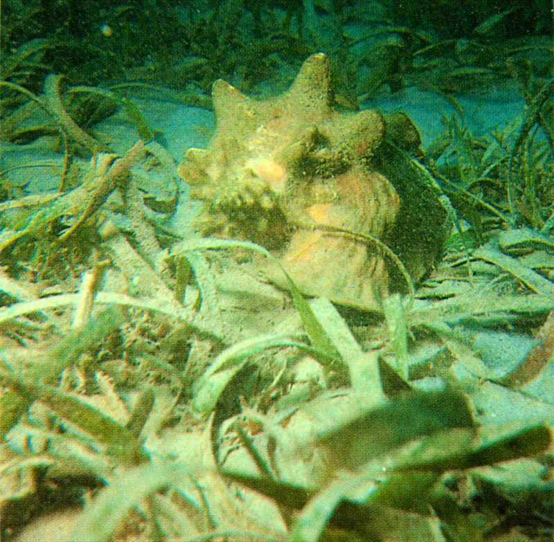 El caracol pala, Strombus gigas, es el smbolo del Caribe.
Habita las praderas de Thalassia donde come algas
con su larga trompa. Tiene ojos bien desarrollados y para caminar,
sobre el fondo arenoso inestable, lanza su pie muscular hacia adelante,
enterrando en la arena su oprculo puntiagudo. Luego retrae el pie
y avanza, repitiendo la operacin una y otra vez.
 Harry Erhardt