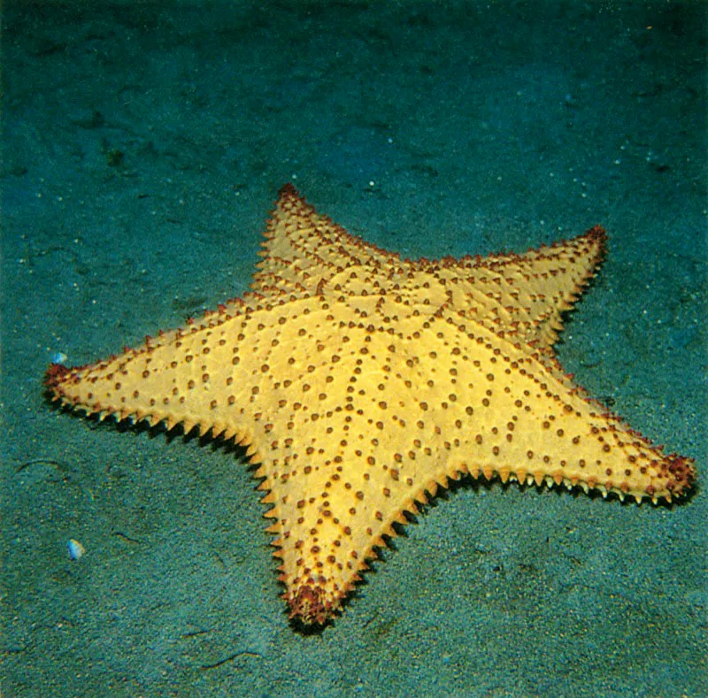 Una tpica estrella de mar que habita los fondos arenosos
de la laguna arrecifal es Oreaster reticulatus
Se localiza generalmente alimentndose en las praderas
marinas de Thalassia. Frecuente en las Islas de San Andrs
y Providencia y en el Archipilago del Rosario,
la podemos encontrar hasta unos 15 metros de profundidad. Harry Erhardt