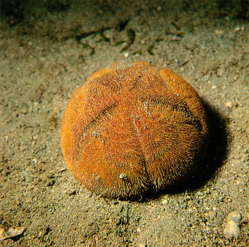 Un erizo de cortas espinas y tamao relativamente grande
es Meoma ventricosa, que habita en la laguna arrecifal.
Se entierra durante el da bajo el sedimento, para salir de noche
en busca de material orgnico. Cuando algn peligro lo amenaza,
secreta un lquido txico, de color amarillo, capaz de matar pequeos peces.
Se encuentra con frecuencia en los arrecifes colombianos.
 Harry Erhardt