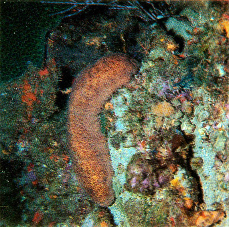 Los pepinos de mar, arriba, estn armados con fuertes toxinas,
como la holoturina, que los defiende de sus enemigos.
Esta esponja roja, derecha, puede cambiar su estructura masiva,
y tomar caractersticas de incrustante, al colonizar el esqueleto
de un octocoral. Esta adaptacin es vital para un organismo
que depende de las corrientes marinas para su supervivencia. Harry Erhardt