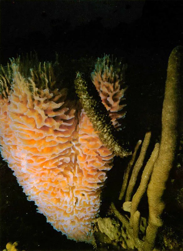 La esponja vasiforme, Callyspongia plicifera,
luce zonas fluorescentes azulosas en los bordes.
Desarrolla estos pliegues con el fin de acrecentar
considerablemente su superficie de filtracin.
Comn en la Isla de Providencia, puede habitar zonas
del arrecife que presentan escasas corrientes marinas. Aldo Brando