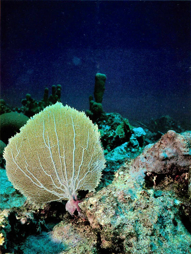 Las gorgonias pertenecen a la subclase Octocoralia.
Son ejemplares extremadamente hbiles y flexibles.
Han alcanzado su mxima destreza al perfeccionar
la superficie de filtracin atando sus diferentes ramificaciones.
Sus ramas se unen unas con otras, en un proceso
llamado anastomsis, formando una verdadera red de filtracin.
 Aldo Brando