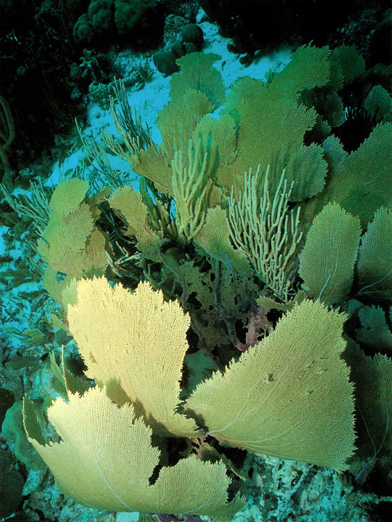 Las gorgonias pertenecen a la subclase Octocoralia.
Son ejemplares extremadamente hbiles y flexibles.
Han alcanzado su mxima destreza al perfeccionar
la superficie de filtracin atando sus diferentes ramificaciones.
Sus ramas se unen unas con otras, en un proceso
llamado anastomsis, formando una verdadera red de filtracin.
 Aldo Brando