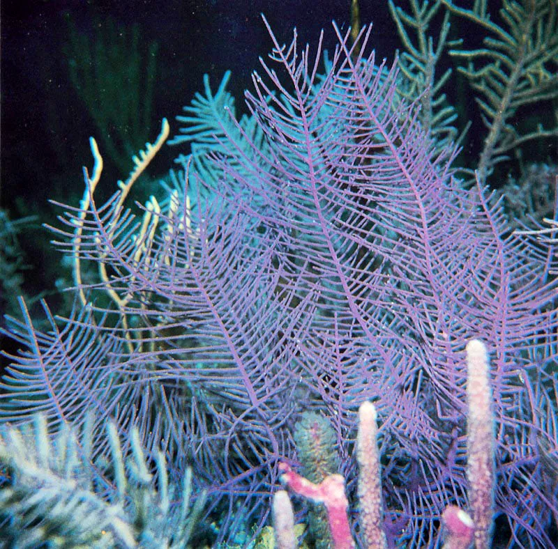 Los octocorales desarrollan formas estructurales
para perfeccionar las estrategias de captura del alimento
trashumante. Este octocoral, Pseudopterogorgia bipinnata,
encontrado en Providencia a 12 metros de profundidad,
posee ramificaciones laterales alrededor de sus ejes centrales.
As acrecenta la superficie de captacin de nutrientes.
 Harry Erhardt