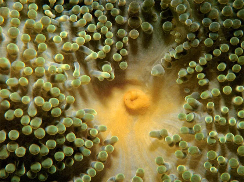 Detalle de la regin oral de la anmona Stoichactis helianthus.
Es una rosa de mar que se caracteriza por sus numerosos
tentculos cortos y redondeados, armados
con potentes bateras urticantes, situadas alrededor de la boca.
Se alimenta de pequeos peces que arponea.
Resulta tambin peligrosa para el hombre.
 Aldo Brando