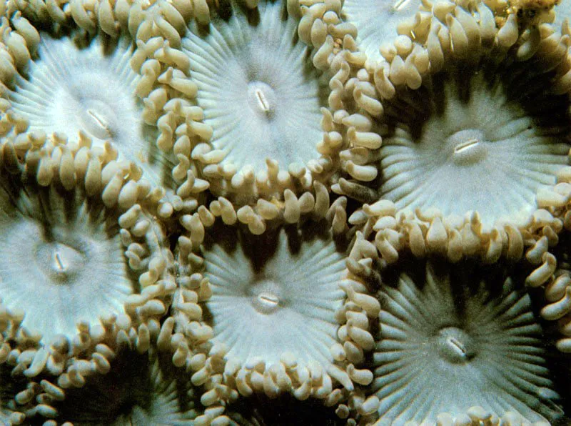 Los Zoantharios, que llegan a formar grandes colonias,
tienen algas simbiticas asociadas, como los corales,
e incorporan granos de arena a su estructura esqueltica.
Usando sus cortos tentculos, y por medio de un profundo disco oral,
retienen los nutrientes del medio con descargas de moco,
para luego empujarlos a travs de los surcos, hasta llevarlos a la boca.
 Aldo Brando