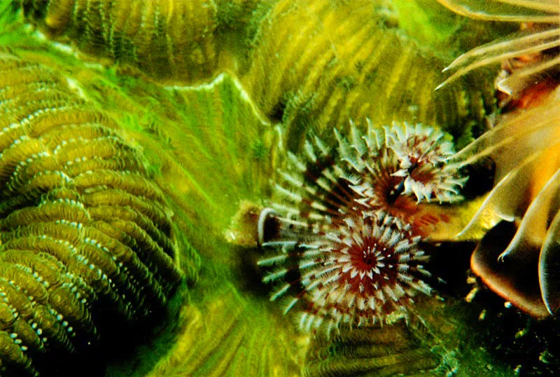 Con una doble espiral de tentculos multicolores, los gusanos
marinos Spirobranchus giganteus, viven generalmente arraigados
a las colonias coralinas, en aguas quietas y de poca profundidad
Estos gusanos, que no llegan a medir ms de 6 centmetros,
absorben los sedimentos que viajan suspendidos en las aguas
arrecifales, mantenindolas limpias, claras y transparentes.
 Aldo Brando