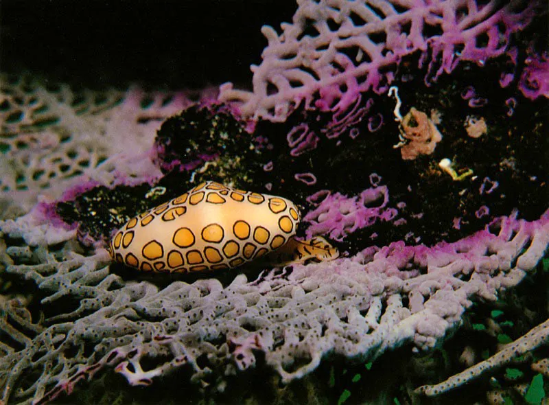 Uno de los Moluscos Gasterpodos ms atractivos
de los arrecifes del Caribe, es el caracol leopardo,
Cyphoma gibbosum. El cubre con su curioso manto
la parte externa de su concha, imitando perfectamente la retcula
de los abanicos de mar de los cuales se alimenta,
protegindose, simultneamente, de los depredadores.
 Aldo Brando