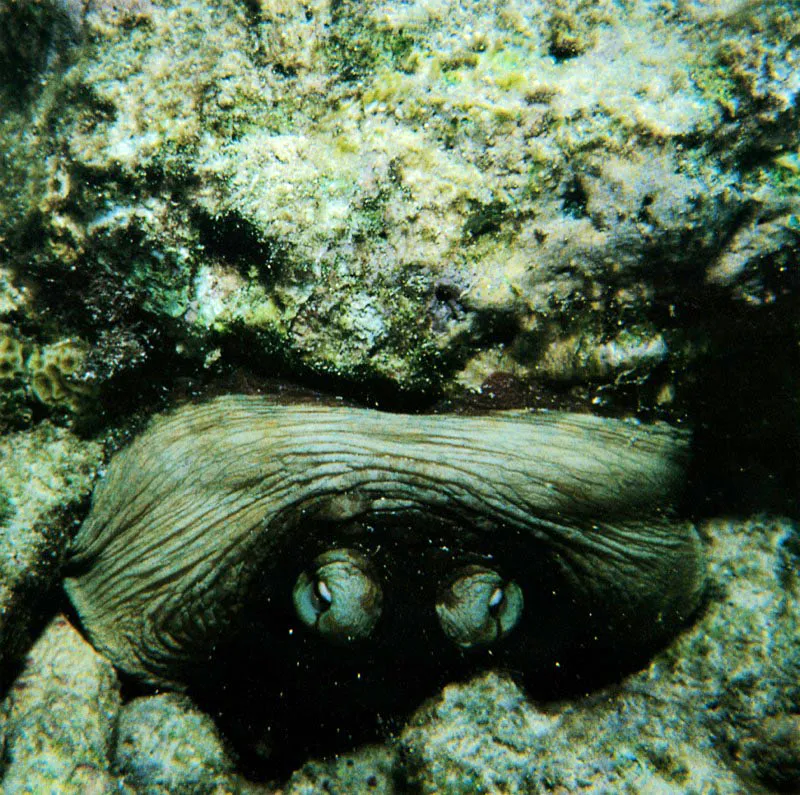 El pulpo Octopus vulgaris, con un cuerpo dotado
de gran plasticidad, rpidamente toma diferentes formas.
Durante el da se oculta entre las cuevas,
para solo salir de cacera protegido bajo las sombras de la noche.
Con ojos muy bien desarrollados,
desde su cueva ejerce una severa vigilancia.  Los pulpos pueden adquirir rpidamente
la coloracin del fondo, gracias a
clulas con pigmentos que son reguladas
por el sistema nervioso. Al igual que
la tinta, este mecanismo de defensa
les sirve para burlar a sus depredadores.

 Aldo Brando