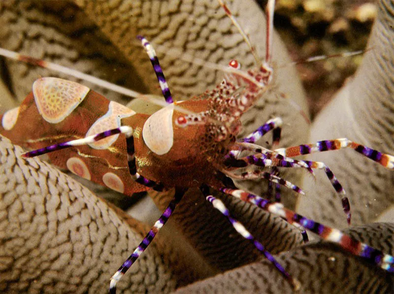 Periclimenes  yucatanicus  son camarones limpiadores 
de peces, por excelencia. De la coloracin de sus pinzas,
que asemeja una bandera, se sirven para enviar seales 
y atraer a los peces parasitados. Los peces se acercan a ellos 
cuando algo les molesta. Entonces el camarn los limpia e incluso, 
se introduce entre las branquias y la boca.
 Aldo Brando