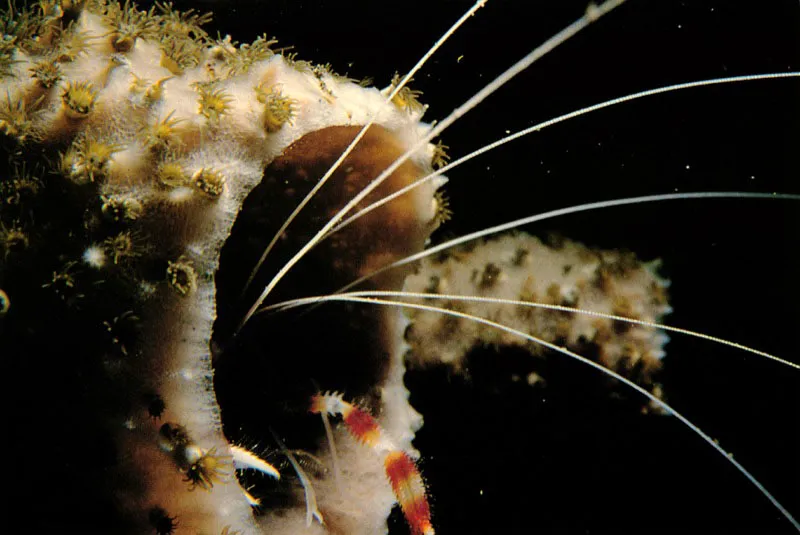 Estos camarones que se ocultan entre las esponjas,
y en aquellas zonas que presentan hendiduras y salientes,
emiten desde all sus seales para atraer a los peces.
De igual forma que los otros camarones limpiadores, al trmino
de su tarea dan un rpido salto y se encierran en su refugio
para evadir la accin de sus depredadores. Aldo Brando