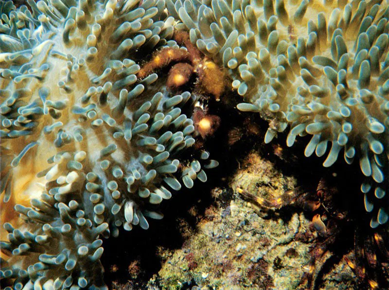 Protegidos por las anmonas Stoichactis helianthus,
encontramos a los cangrejos Mithrax cinctimanus, centro,
con su cuerpo completamente cubierto de algas,
y Percnon gibbesi, izquierda. El patrn de pigmentacin
en su caparazn, hace que su presencia pase casi inadvertida,
pues imita con sus manchas el sustrato coralino del lecho marino. Aldo Brando