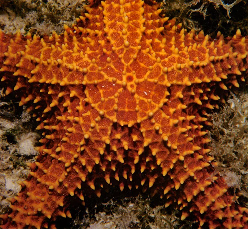 Las estrellas. de mar como Oreaster reticulatus,
presentan una marcada simetra pentaradial. Esta estructura
tiende a permanecer en la mayora de los Equinodermos.
Habitan generalmente los fondos arenosos de la laguna arrecifal,
y se encuentran hasta los 15 metros de profundidad.
Su cuerpo llega a medir hasta 50 centmetros de dimetro.
 Aldo Brando