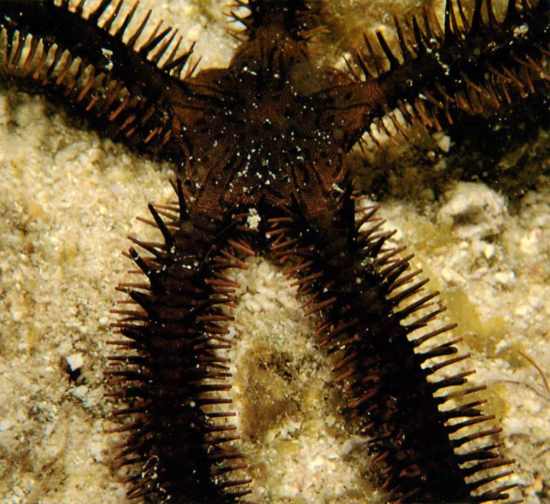 Otras estrellas serpiente, arriba, se han especializado
en arrastrarse sobre el lecho marino. Durante la noche salen
en busca de alimento. Sus brazos articulados provistos de placas y espinas
les proporcionan una gran capacidad de movimiento.
Estrellas gregarias, viven en aguas poco profundas del arrecife,
y se refugian durante el da bajo las rocas coralinas.
 Aldo Brando