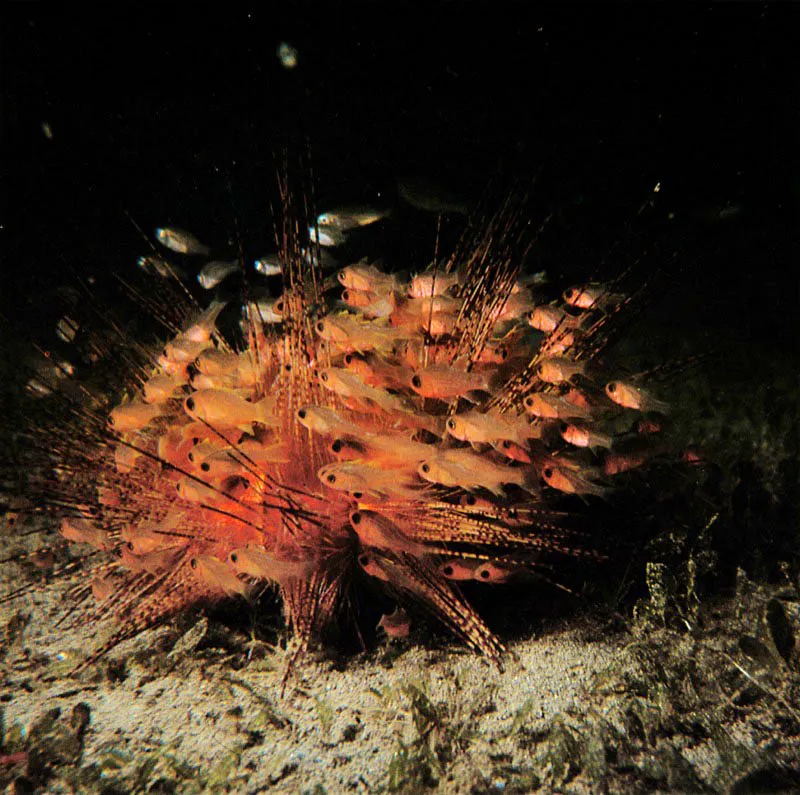 Los erizos de largas espinas como ste, Diadema antillarum,
habitan las zonas coralinas. Sus espinas calcreas,
fuente de proteccin, constituyen un refugio ideal
para peces juveniles del gnero Apogon.
All encuentran un lugar seguro que detiene la accin
de sus depredadores, ya que sus espinas tienen sustancias txicas.
 Harry Erhardt