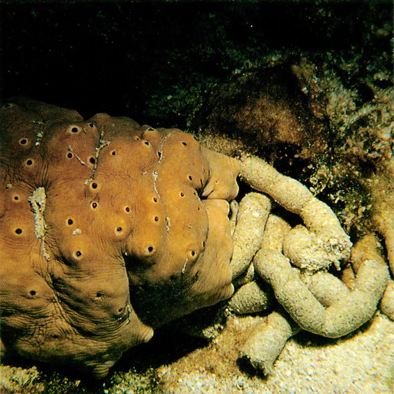 Algunos ejemplares como Holoturia thomasi, arriba derecha,
alcanzan una longitud hasta de 2 metros. Con una especie de ncora,
ancla su regin posterior al coral, mientras explora el sustrato,
removiendo la arena para encontrar nutrientes, especialmente bacterias
y algas. De actividad diurna, se encuentra frecuentemente
en aguas relativamente superficiales. Harry Erhardt